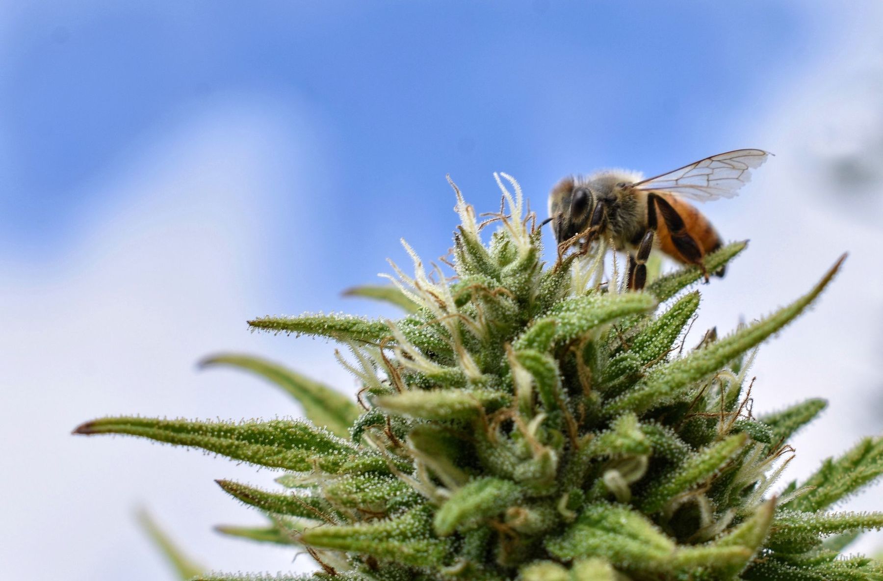 cannabis flowers