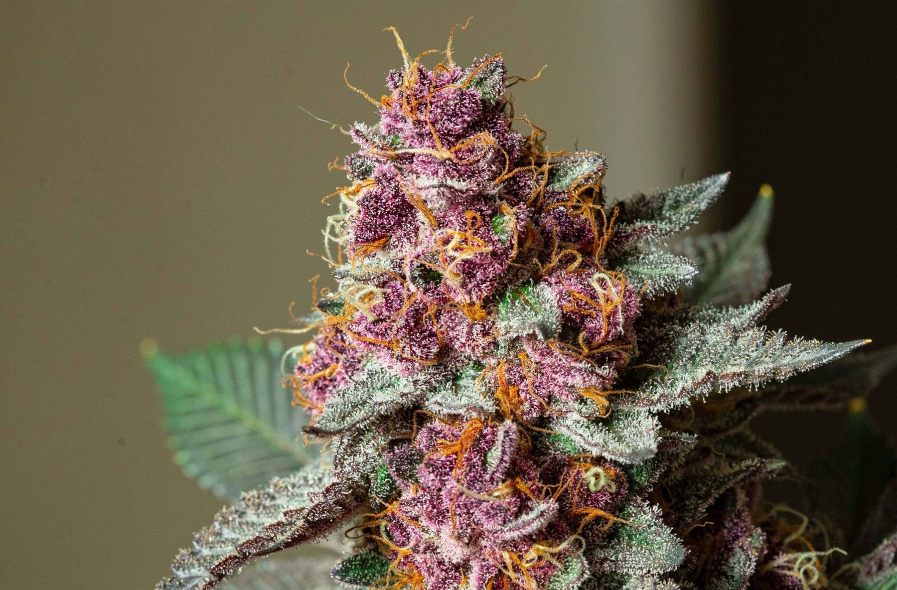 cannabis flowers