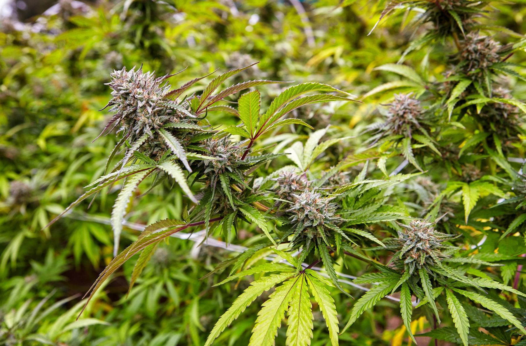 cannabis strain